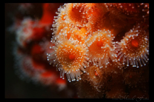 Strawberry Anenomes cover the wreckage of the Ruby E. by Matthew Fischbach 